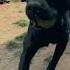 PEPSI S HELLO MIX Pepsithelabby Puppy Dog Labrador Cute Happydog Happy Garden Compilation