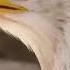 Eagle Screaming Sounds For Relaxation Eagle Screaming Sound Effect