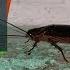 CSI Special Insects Unit Forensic Entomology