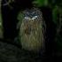 Owl Horror Sound