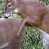 Best Caption Wins A Chuckle Confused Buck Mounts A Decoy Shorts Hunting Wildlife Animals