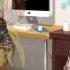 英語版 ENGLISH VER Yuuji Plays Nekojishi Part 2 Yuuji Has A Favourite