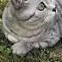 Баловать нужно каждый день Cat видосыоткота юмор веселыекоты кот прикол приколы рж смех
