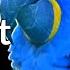 Structural Color In Birds Blue Feathers Are Not Blue