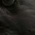 The Raven Stealing Spying And Bluffing Extraordinary Animals BBC Earth