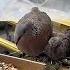 A Story About A Girl Who Helps A Family Of Pigeons Outside Her Window And Has A Happy Ending