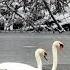 4 Mind Blowing Facts About White Swans Didyouknow Foryou
