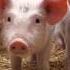 Screaming Piglets Ringtone Mp3