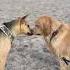 Internet Dogs Meet At Beach For First Time