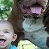 Giant Pit Bull Hulk The Newborn Baby DOG DYNASTY