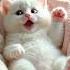 Siging Cat Cat Tushi