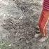 Gam Gisna Diya Gam Ohi Dur Korega Shortvideo Short Shorts Working