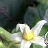 Cockroach Berry Solanum Capsicoides Part 1