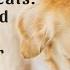 DIY Dog Treats Healthy And Delicious Recipes For Your Pup