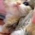 Aww So Cute Cat Cute