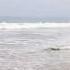 Buddy And The Ocean Cute Toypoodle