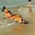 Hero Dog In Action Belgian Malinois Jumps In To Save A Life