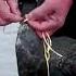 Fishing By Using Cormorant Birds Shorts