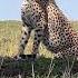 Close Encounters With Majestic Cheetahs Animal Bird Wildlife Cheetah Lion Viral Leopard