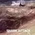 Shark Attack Shorts Ocean Blowthisup Blood Scary Viral Trending Fyp Foryou Popoff