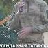 ЛЕГЕНДАРНАЯ ТАТАРСКАЯ РЕТРО ПЕСНЯ НА ПЕРЕДОВОЙ