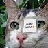 Sorry Ade Kaka So Lupa Cat Foryou Fypシ Viral Catlovers Cute Like