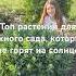 Топ растений для южного сада которые не горят на солнце и переносят жару и засуху сад