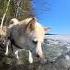 Laika Westsiberianlaika Chien Perro Koer Pies Hund собака Dog Koira क त त Finland