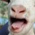 This Tiny Goat S Voice Will Melt Your Heart Cutefarmanimal Cute Whitegoat