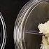 Don T Waste Leftover Rice This Genius Trick Has Already Gone Viral And It S Taking Over The World