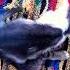 Adik Kucing Nakal Gangguin Kakaknya Yang Lagi Tidur Shorts