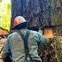 A Clever Way To Direct The Fall Of A Tree Wood Feedshorts Shorts Chainsaw