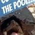 Cooter In The Pool