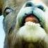 Intense Bighorn Sheep Battle Mountains Life Above The Clouds BBC Earth