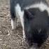 Pig Pigfeed Breeding Piggy Farmlife Piglet Pets Farming