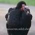 Hear The Funny Turkey Calls