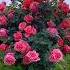 Wow Colourful Rose Flowers Today Flowers Rosegarden Satisfying Flowergarden Viral