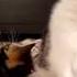 Котенок икает Смешные котята