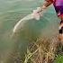 Ikan Kena Semua Fishing Mancing Jala Subscribe