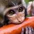 The Cute Baby Monkey Enjoyed Its Meal With Great Relish