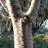 Pandora Nature Nature Pandora Avatar Animalkingdom Shorts Relaxing Naturelovers