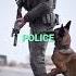 Meet The Belgian Malinois The World S Most Athletic Dog Breed