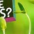 How Does A Seed Become A Plant Backyard Science SciShow Kids