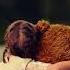 Hurrem Song Lullaby Soundtrack Of Muhtesem Yuzyil