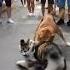 Dog And Cat Fight Cat Chase The Dog Away