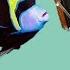 Paul The Photography Fish From The Album Animals Jonathan Mann