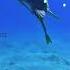 IRRITATING REMORA FISH
