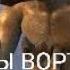 Все фразы вортигонтов Вне сцен