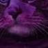 You Look Lonely Cat Version Blade Runner 2049