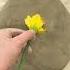 Casting A Daffodil Printmaking Botanicalbasrelief Plastercast Preservingnature